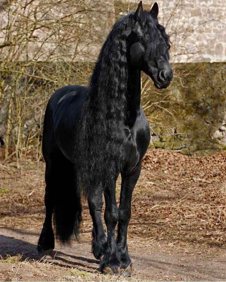Friesian Horse For Sale